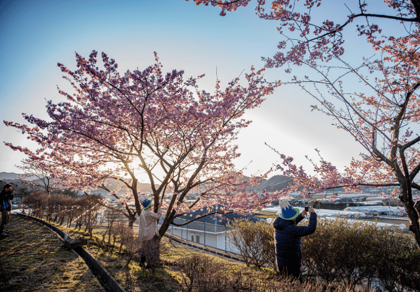 地元民が教える 混雑しない河津桜のおすすめスポット 旅館便り 伊豆長岡温泉 富嶽 はなぶさ 公式 中伊豆の温泉旅館