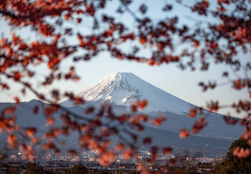 地元民が教える 混雑しない河津桜のおすすめスポット 旅館便り 伊豆長岡温泉 富嶽 はなぶさ 公式 中伊豆の温泉旅館