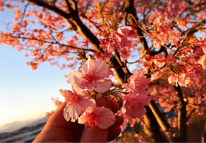 地元民が教える 混雑しない河津桜のおすすめスポット 旅館便り 伊豆長岡温泉 富嶽 はなぶさ 公式 中伊豆の温泉旅館