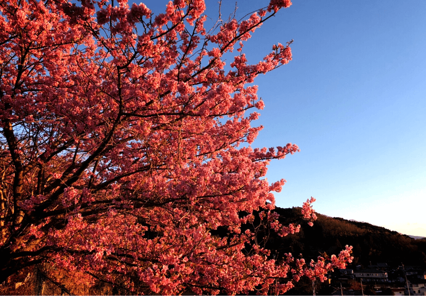 地元民が教える 混雑しない河津桜のおすすめスポット 旅館便り 伊豆長岡温泉 富嶽 はなぶさ 公式 中伊豆の温泉旅館