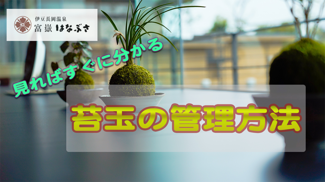 ネットショップで販売している苔玉の取り扱い動画をアップ 旅館便り 伊豆長岡温泉 富嶽 はなぶさ 公式 中伊豆の温泉旅館