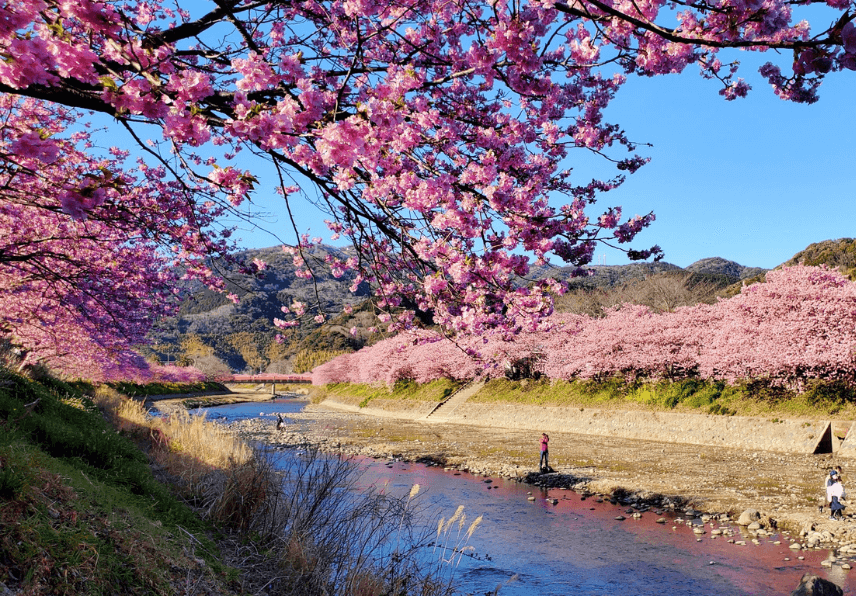 河津桜がようやく満開に 今がピークでございます 旅館便り 伊豆長岡温泉 富嶽 はなぶさ 公式 中伊豆の温泉旅館